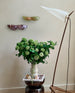 PRE ORDER Peanut Shelf Small - Verde Onyx